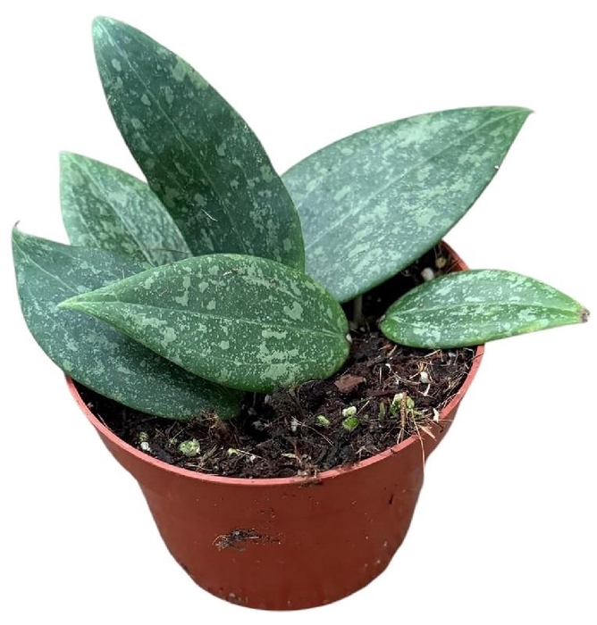 <h4>Hoya Overig Wibergiae</h4>
