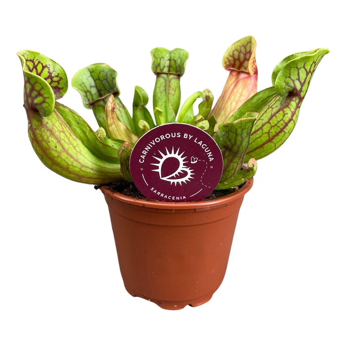 <h4>SARRACENIA OV</h4>