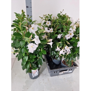 MANDE SUN WHITE
