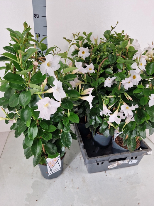 <h4>MANDE SUN WHITE</h4>