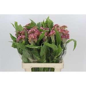 Celosia Cr Bombay Firosa