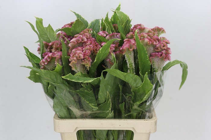 <h4>Celosia Cr Bombay Firosa</h4>