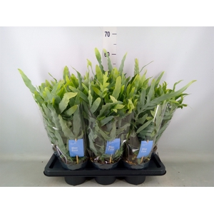 Phlebodium aureum 'Blue Star'