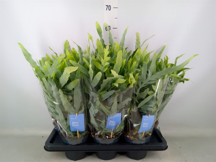 <h4>Phlebodium aureum 'Blue Star'</h4>