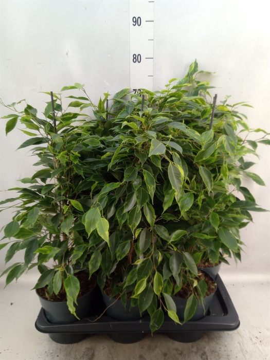 <h4>Ficus benja. 'Anastasia'</h4>