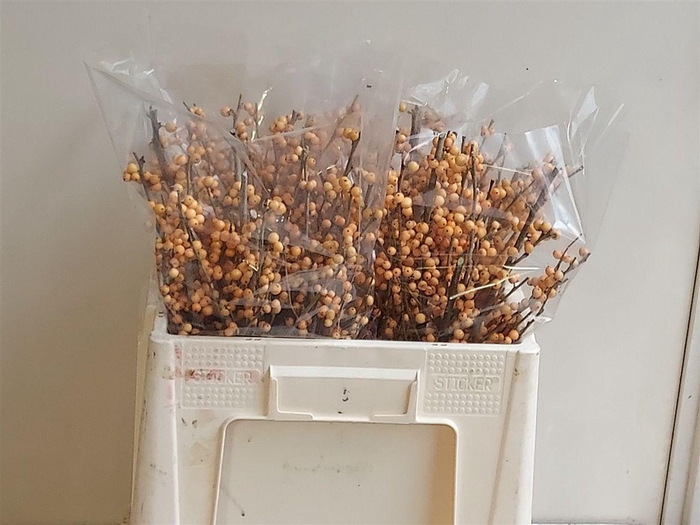 Ilex Ve Gold Verboom