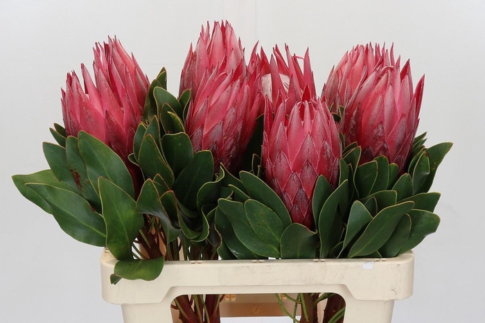 <h4>PROTEA CY MADIBA</h4>