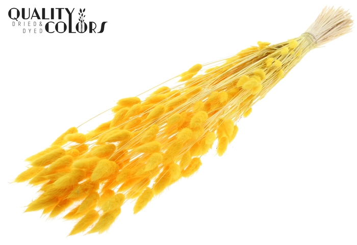 Lagurus Premium per bunch Bleached Yellow