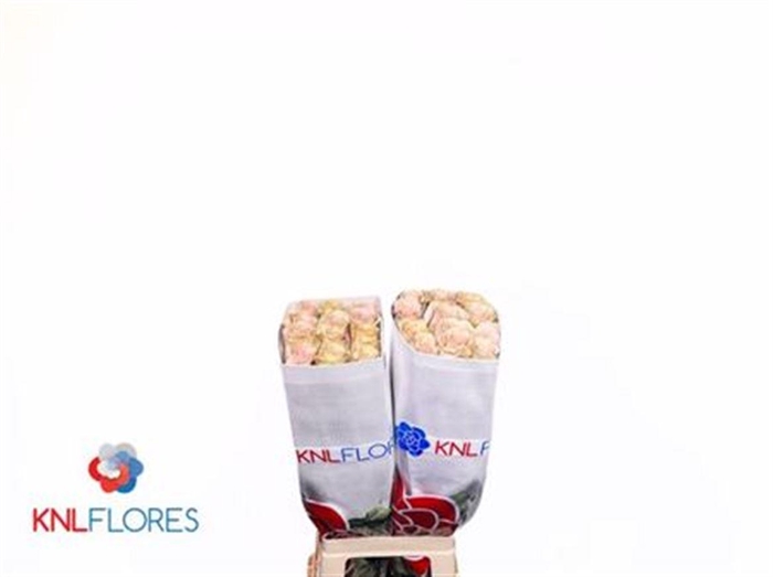 <h4>R Gr Quicksand Ec</h4>