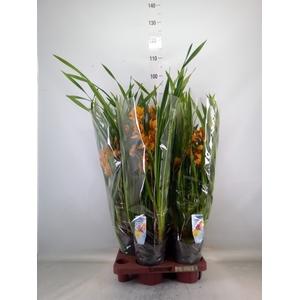Cymbidium   ...