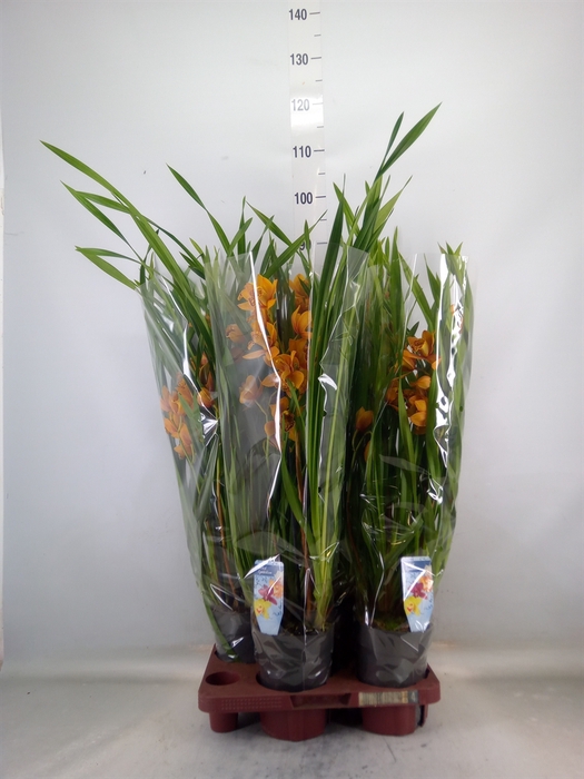 <h4>Cymbidium   ...</h4>