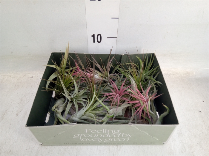 <h4>Tillandsia</h4>