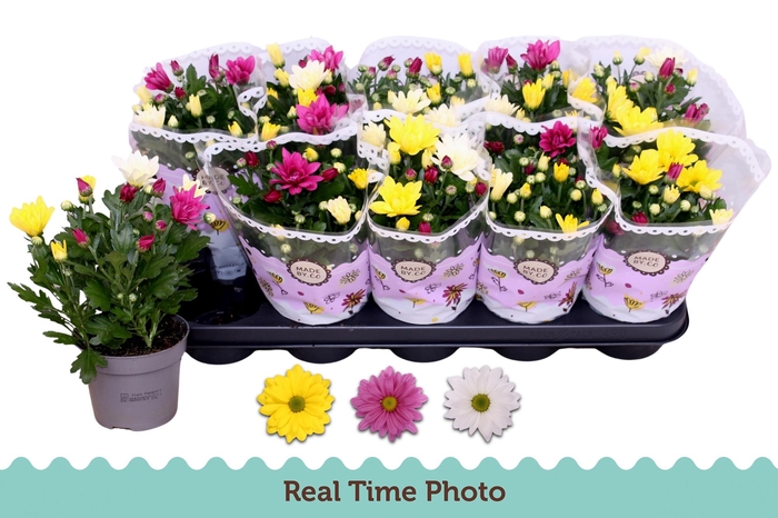 <h4>CHRYS GEM IN POT</h4>