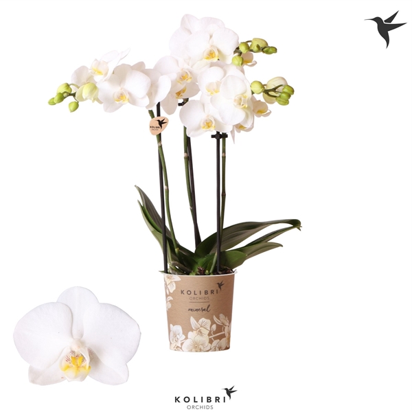 <h4>Kolibri Orchids Phalaenopsis Sweden 3 spike</h4>