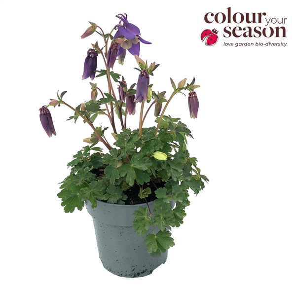 <h4>Aquilegia Spring Magic blue</h4>