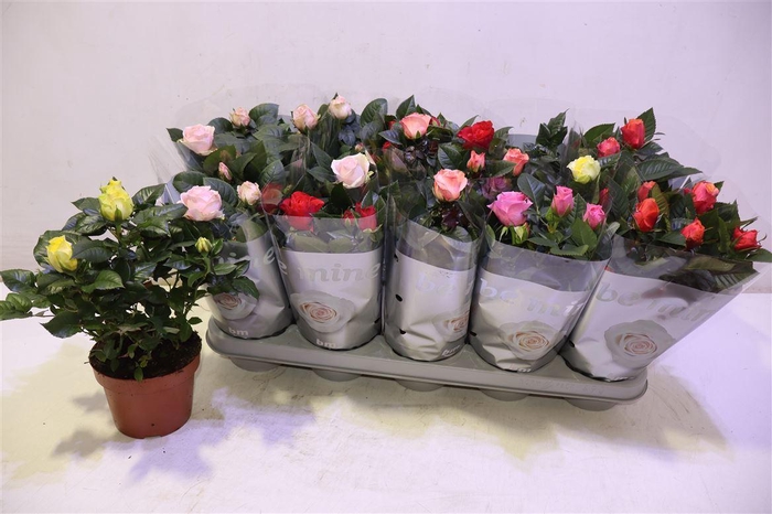 <h4>Ro B Monde Gem</h4>