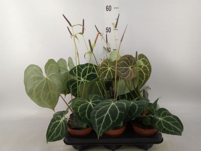 <h4>Anthurium clarinervium</h4>