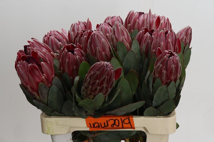 <h4>Protea Sharon</h4>