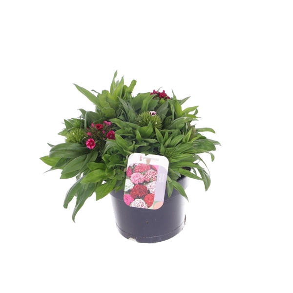 <h4>Dianthus barbatus Barbajoy</h4>