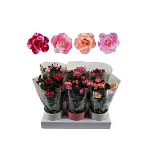 Nolina roses Ø 10,5 cm. Mix in keramiek