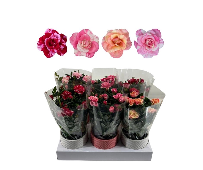 <h4>Nolina roses Ø 10,5 cm. Mix in keramiek</h4>