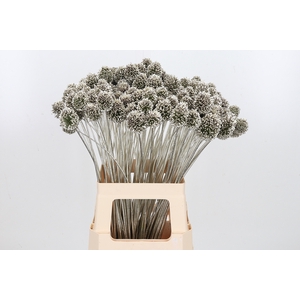 Allium Sphaero Kl Bh Platina