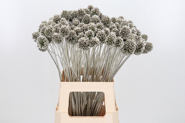 <h4>Allium Sphaero Kl Bh Platina</h4>