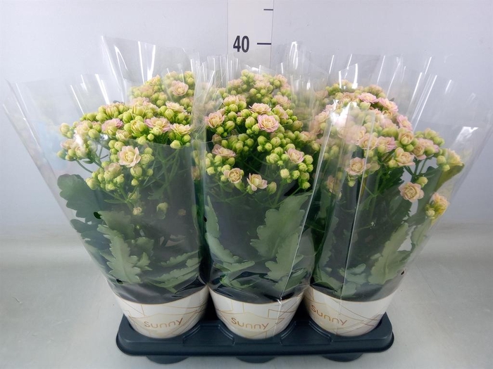 <h4>Kalanchoe 'MoreFlow Sunny Pink'</h4>