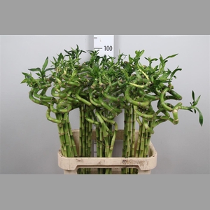 Drac Lucky Bamboo 090cm