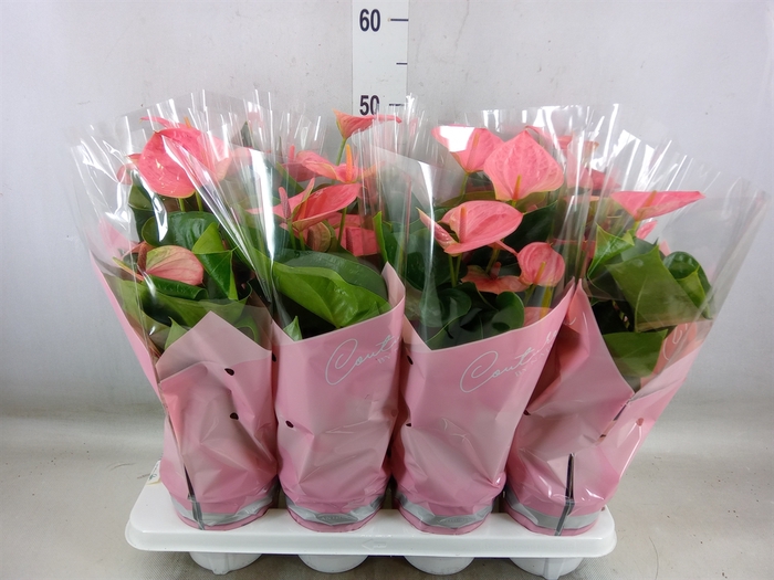 <h4>Anthurium andr. 'Sweet Dream'</h4>