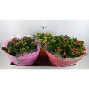 Kalanchoe blos.   ..rosebud mix  5