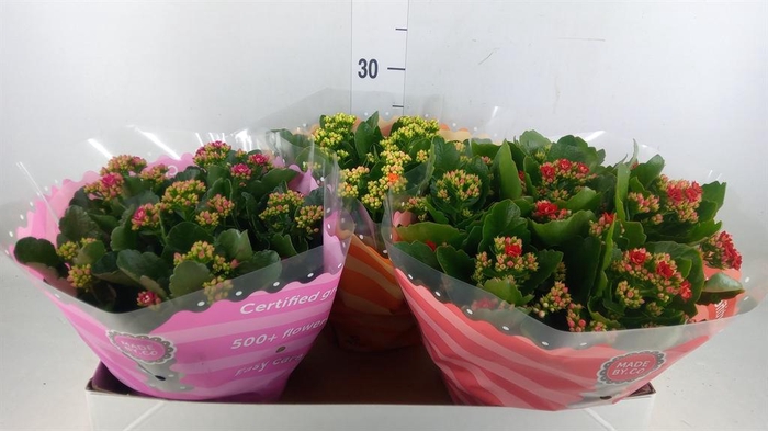 <h4>Kalanchoe blos.   ..rosebud mix  5</h4>