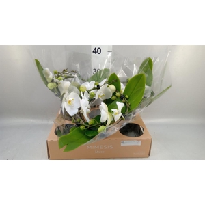 Phalaenopsis  'Muse White'