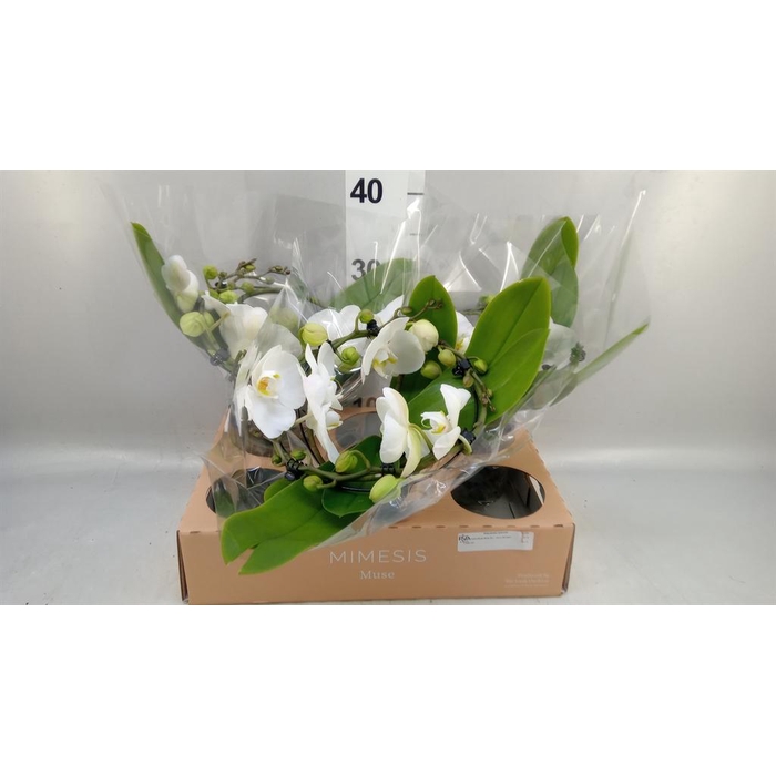 <h4>Phalaenopsis  'Muse White'</h4>
