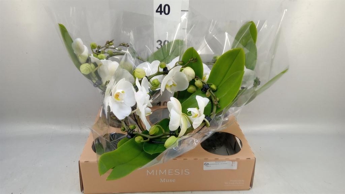 Phalaenopsis  'Muse White'