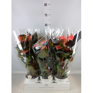 Anthurium andr. 'Rainbow Champion'