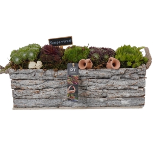 PTS7436 Arrangement Sempervivum in houten bak