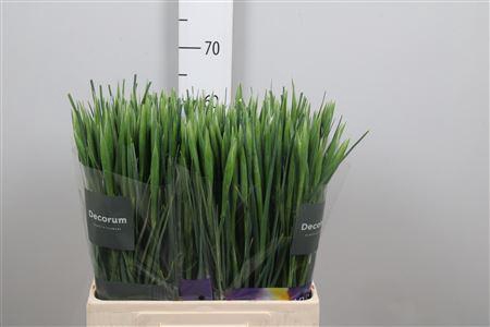 <h4>Iris Shanghai</h4>