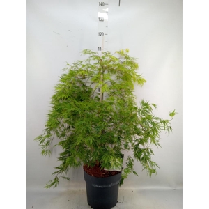 Acer palmatum 'Dissectum'
