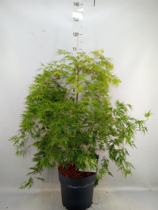 <h4>Acer palmatum 'Dissectum'</h4>