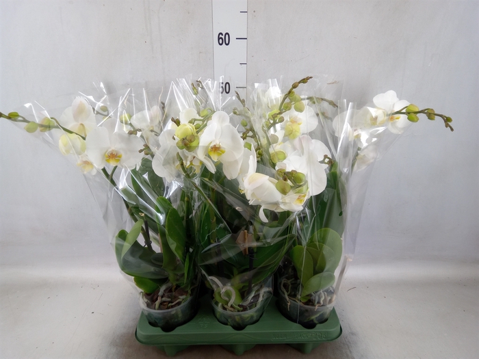 <h4>Phalaenopsis  'Spirit White'</h4>