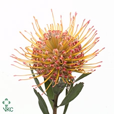 <h4>Leuco Co Spider</h4>