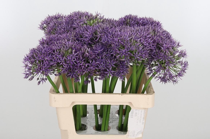 <h4>Allium Jackpot</h4>