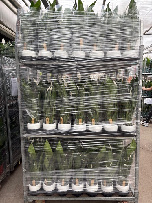 <h4>SPATH SWEET CHICO</h4>