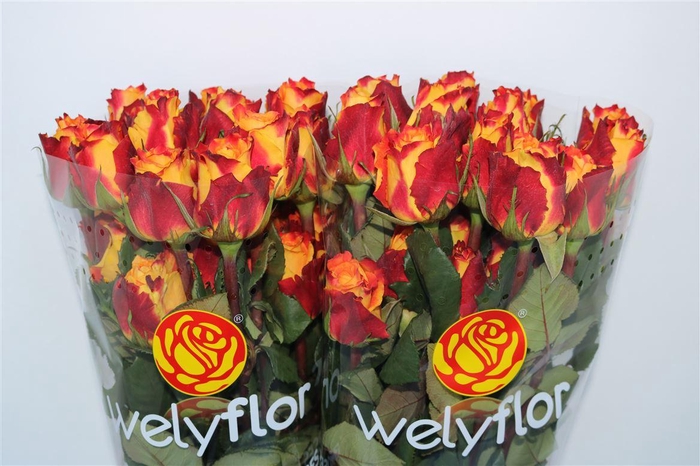 R GR CHILI Welyflor