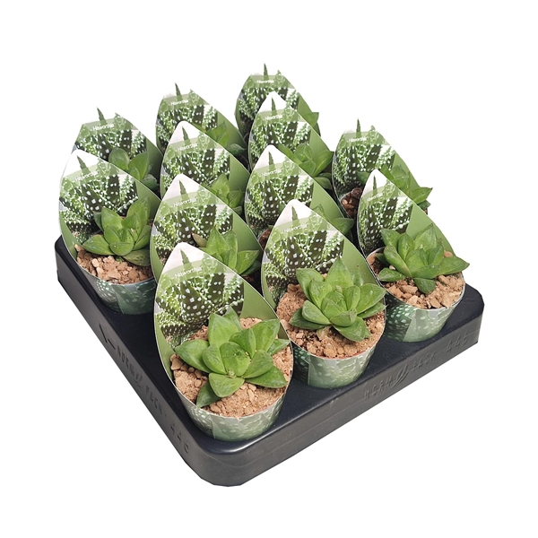 <h4>HAWORTHIA CYMBIFORMIS - POT Ø 6,5 WITH POTCOVER (SUCCULENTEN)</h4>