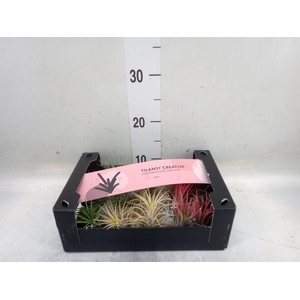 Tillandsia ionantha