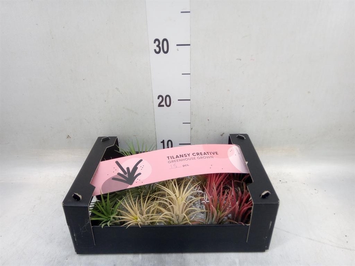 <h4>Tillandsia ionantha</h4>