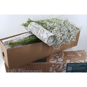 Gy Xlence 30gr Box