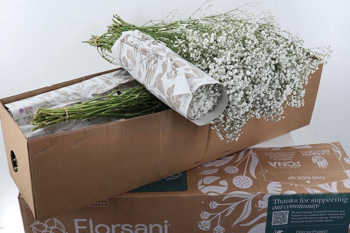 <h4>Gy Xlence 30gr Box</h4>